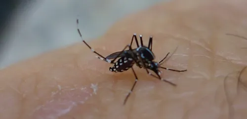 La présence « durable » du moustique tigre confirmée dans l'Aisne