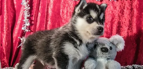 Oise : 3 des 4 chiots husky volés ont été retrouvés