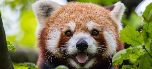 Le Parc d'Isle de Saint-Quentin annonce l'arrivée de nouveaux animaux