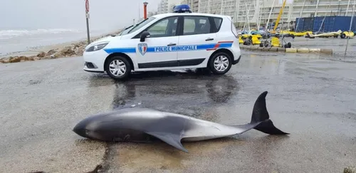 Hardelot : un dauphin à bec blanc retrouvé mort sur la plage