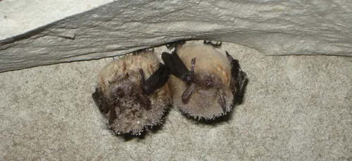 Une espèce rare de chauves-souris découverte à Lille