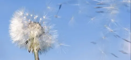 Attention aux allergies, les pollens de bouleau sont de retour