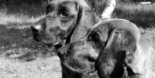 Waziers (59) : des chiens laissés sans nourriture et dans le noir...
