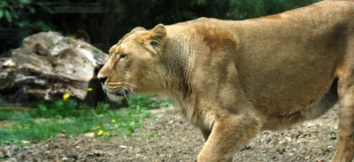 Conservation des espèces : le zoo de Maubeuge récompensé
