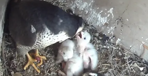 Vidéo : découvrez les images des fauconneaux nés en haut du beffroi...