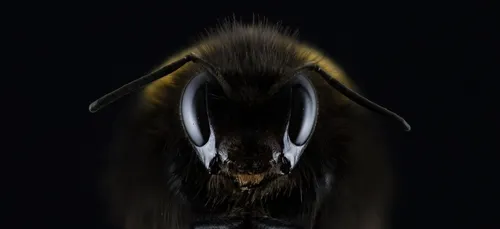 Les essaims d'abeilles se multiplient dans la région