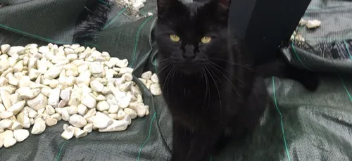 Roquetoire (62) : un homme retrouve son chat ensanglanté avec un...