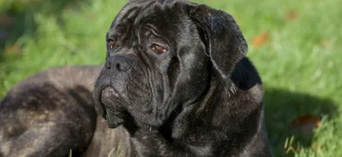 Chien torturé à Liévin : les auteurs se seraient filmés