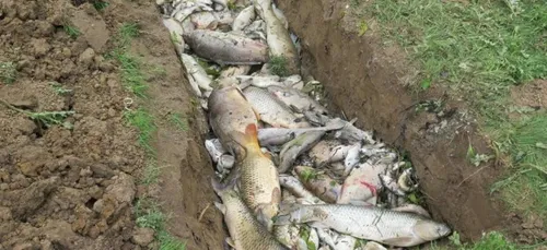 Wambrechies : pollution en cours dans l'étang du Vert-Galant