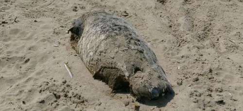 Côte d'Opale : un phoque décapité retrouvé sur la plage de Gravelines