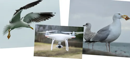 Le Touquet empêche la prolifération des goélands avec des drones