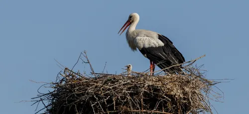 Des bébés cigognes voient le jour sur la Côte d'Opale