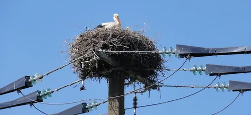 Un nid de cigognes sécurisé dans le Pas-de-Calais