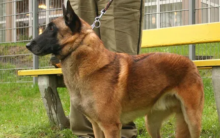 Abbeville : une femme violemment attaquée par son chien