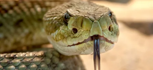 Audomarois : des serpents protégés saisis chez un particulier