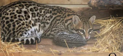 Amiens : naissance d'un petit ocelot au zoo