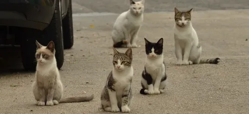 Coudekerque-Branche : mort suspecte de plusieurs chats