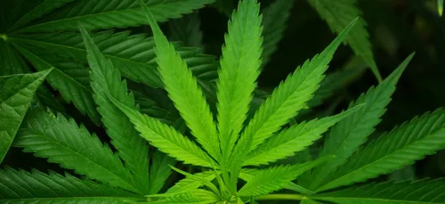 Saint-Quentin : bientôt une boutique de produits dérivés de cannabis