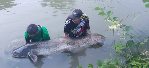 Record : un silure de 2,27 mètres pêché dans l'Aisne
