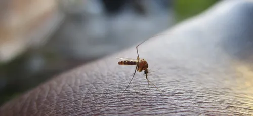 Saint-Quentinois : nouvelle opération anti-moustiques ce matin