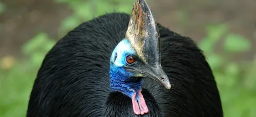 Zoo d'Amiens : le casoar s'échappe de son enclos, les visiteurs...