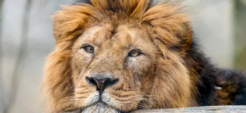 Un lion asiatique, menacé d'extinction, arrive au zoo de Maubeuge