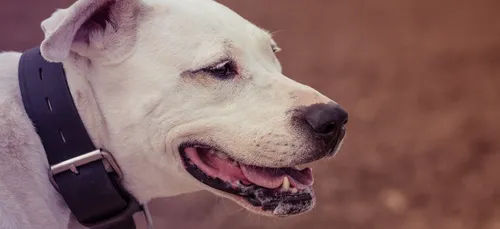 Une fillette mordue par un chien près d'Abbeville
