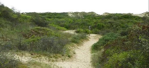 Appel à la vigilance après plusieurs départs de feu dans les dunes...