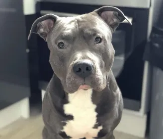 Marly : une récompense pour retrouver un chien malade