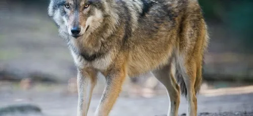 Le loup bientôt de retour dans les Hauts-de-France ?