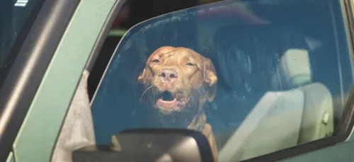 Boulogne-sur-Mer : deux chiens enfermés dans une voiture sauvés par...