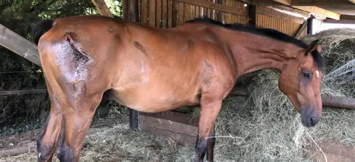 Deux chevaux poignardés à Gommegnies : la propriétaire porte plainte