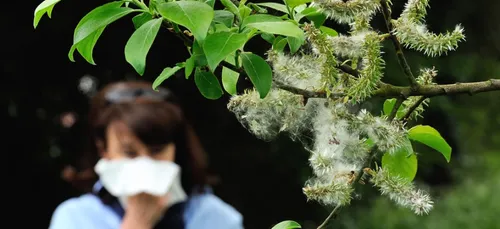 Alerte aux pollens de graminées dans les Hauts-de-France
