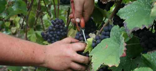 Aisne : plus de 1 000 postes à pourvoir pour les vendanges