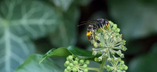 Des frelons asiatiques repérés dans la métropole lilloise
