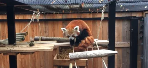 Lille : la nouvelle femelle panda roux du zoo a fait sa première...