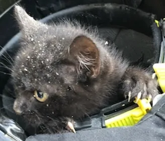 Les pompiers de l'Oise sauvent un chaton tombé dans un puits
