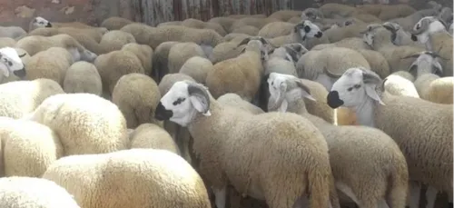 Les musulmans fêtent l'Aïd El Kébir