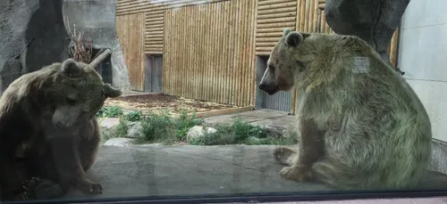 Les ours du zoo de Fort-Mardyck bientôt transférés dans une réserve