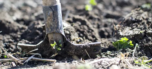 Pas-de-Calais : un retraité découvre du cannabis enterré dans son...
