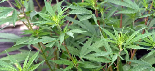 Douaisis : une nouvelle production de cannabis découverte dans une...
