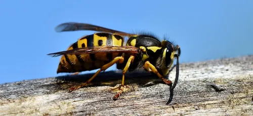 A Artres dans le Valenciennois, un nid de frelons asiatiques a été...