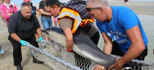 Berck : un dauphin retrouvé échoué sur la plage du Terminus