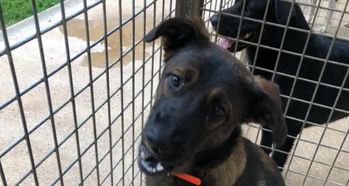 Buigny-Saint-Maclou (80) : la SPA lance un appel aux dons pour...