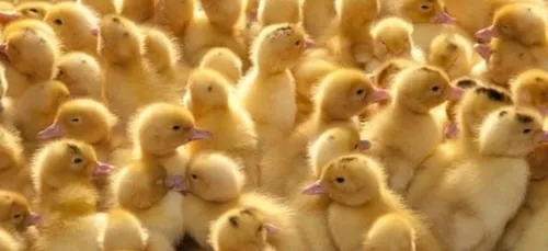 Steenwerck : 20 000 poussins tués dans l'incendie d'un hangar agricole