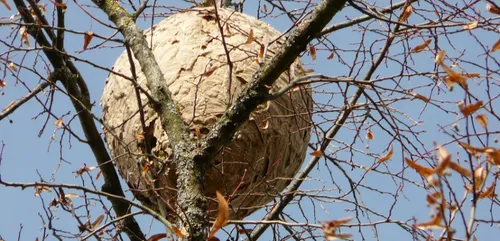 Pas-de-Calais : un nid de 4000 frelons asiatiques en haut d'un sapin