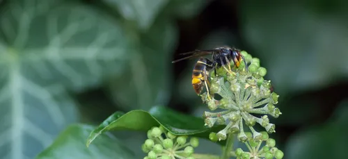 Formerie (60) : des adolescents attaqués par des frelons asiatiques