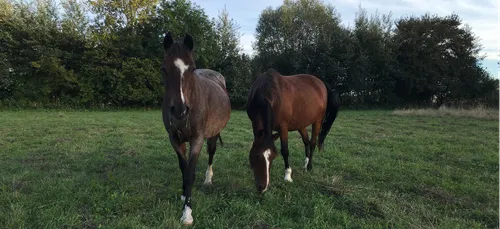 Dechy : il faut sauver les chevaux de l'ancien centre équestre
