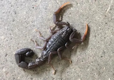 Picardie : un homme piqué par un scorpion