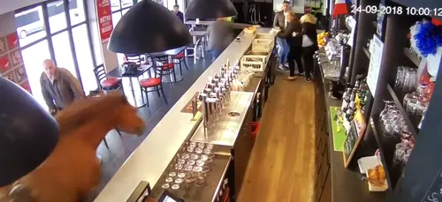 Chantilly (60) : un cheval fait irruption dans le café